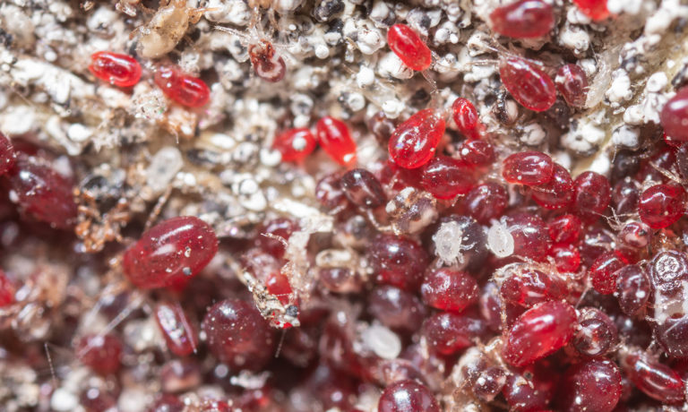 Bloedluis bij kippen Bloedluis bij kippen