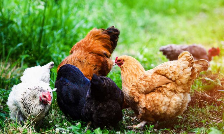 Coccidiose bij kippen voorkomen Coccidiose bij kippen voorkomen