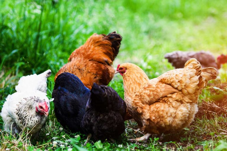 Coccidiose bij kippen voorkomen Coccidiose bij kippen voorkomen