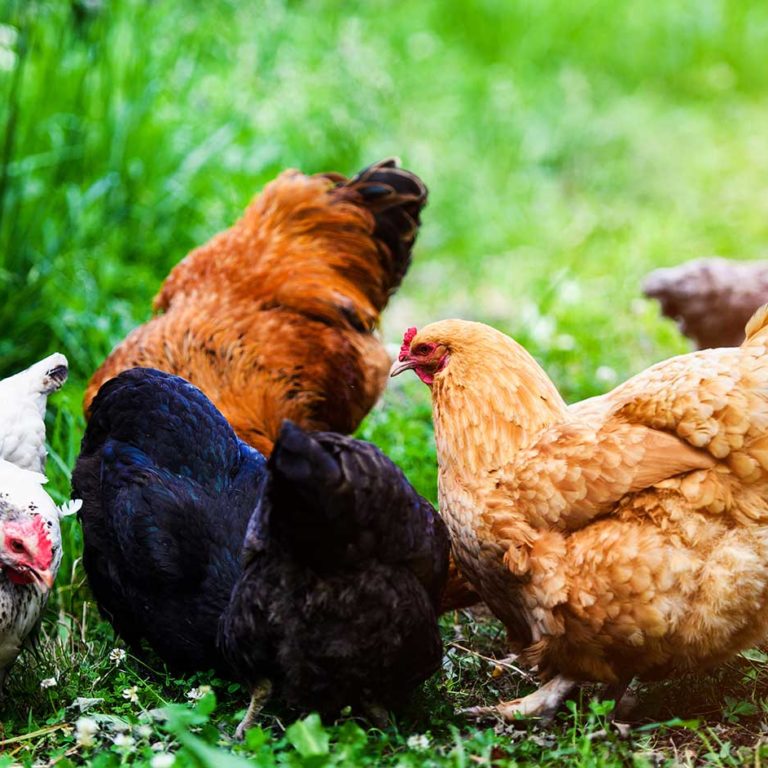Coccidiose bij kippen voorkomen Coccidiose bij kippen voorkomen