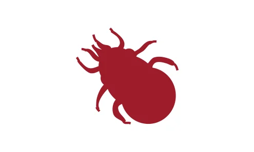 Feiten en fabels over bloedluizen bij kippen Feiten en fabels over bloedluizen bij kippen