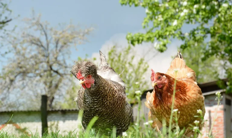 Hoe lang kan bloedluis overleven Hoe lang kan bloedluis overleven