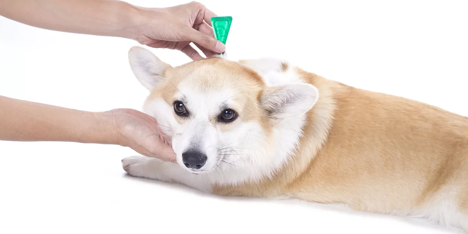 maart Zichzelf Uitmaken Wil jij vlooien en teken vergiftigen via je hond? | Finecto+