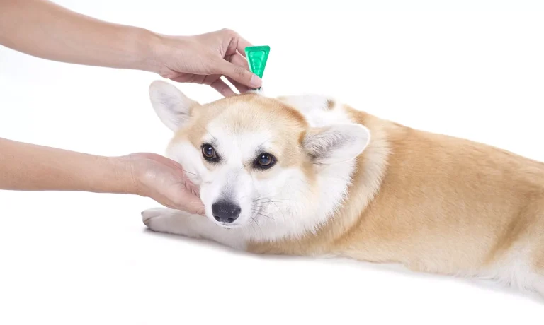 Honden vergiften via vlooienpipet