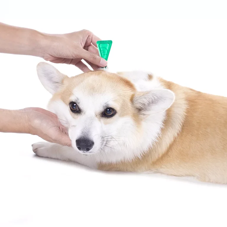 Honden vergiften via vlooienpipet Honden vergiften via vlooienpipet