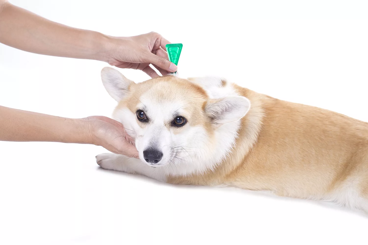 Dek de tafel staking elleboog Wil jij vlooien en teken vergiftigen via je hond? | Finecto+