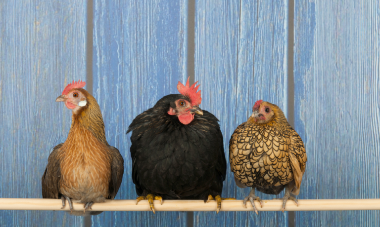 Juiste moment om bloedluistest op te hangen in kippenhok Juiste moment om bloedluistest op te hangen in kippenhok