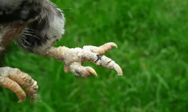 Kalkpoten bij kippen Kalkpoten bij kippen