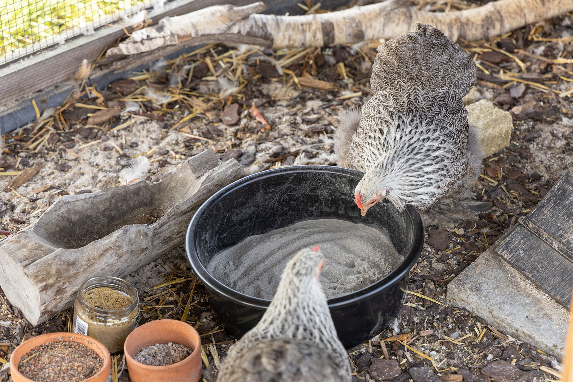 Kippen met veerluis nemen graag een bad
