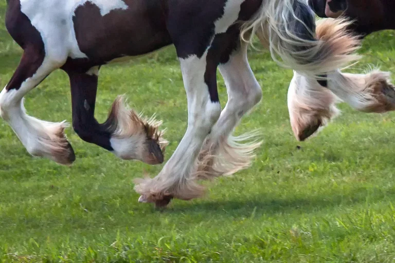 Mijten bij paarden Mijten bij paarden