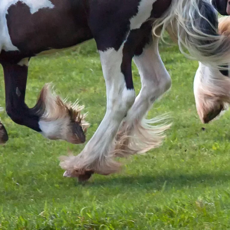 Mijten bij paarden Mijten bij paarden
