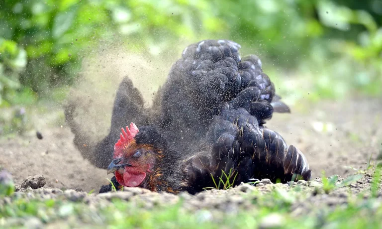 Preventief behandelen tegen bloedluizen Preventief behandelen tegen bloedluizen