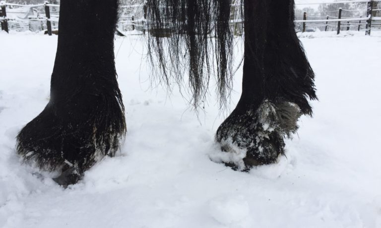 Symptomen mijten bij paarden Symptomen mijten bij paarden