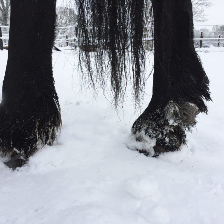 Symptomen mijten bij paarden Symptomen mijten bij paarden