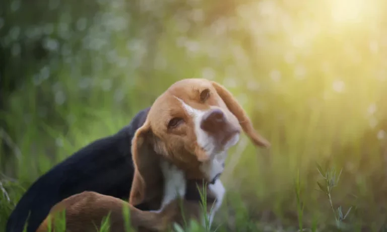 Verschil chemische en natuurlijke vlooienbestrijding hond