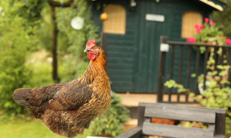 Verschil jonge en oudere bloedluizen bij kippen Verschil jonge en oudere bloedluizen bij kippen