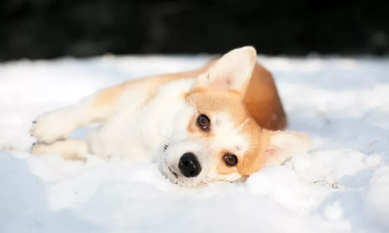 Vlooien honden in winter