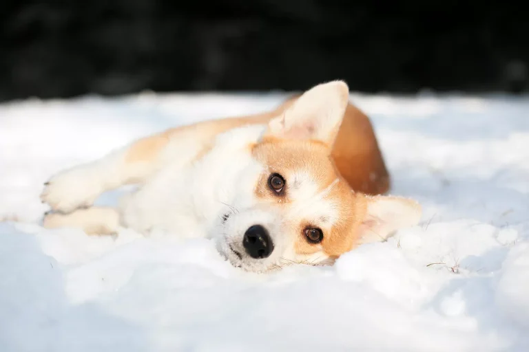 Vlooien honden in winter Vlooien honden in winter