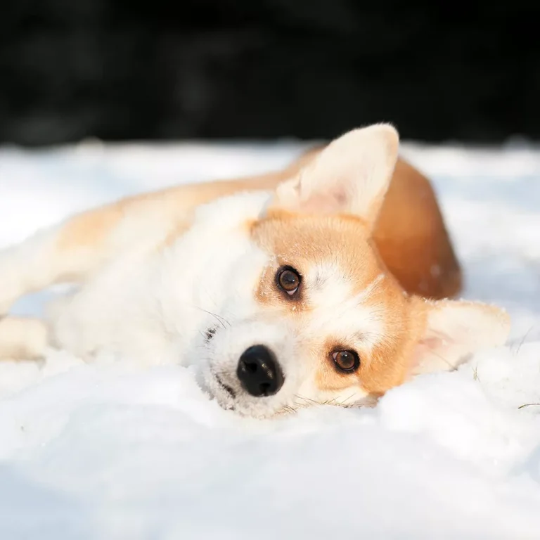 Vlooien honden in winter Vlooien honden in winter