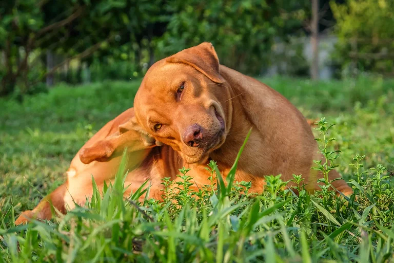 Voorkom vlooien bij honden Voorkom vlooien bij honden