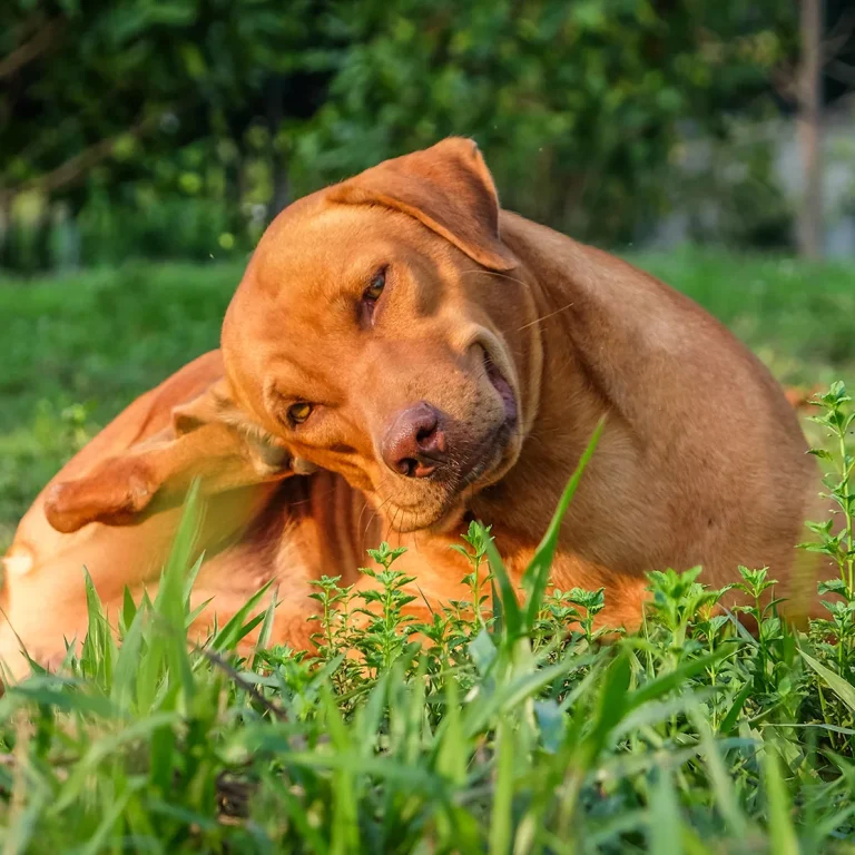 Voorkom vlooien bij honden Voorkom vlooien bij honden