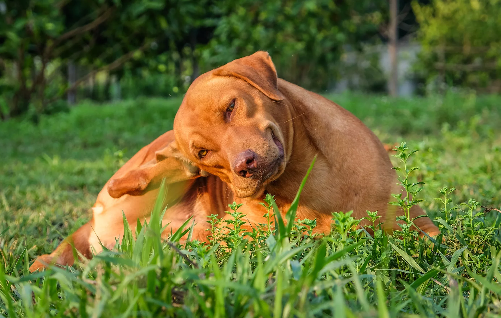 Joseph Banks heerlijkheid Kikker Voorkom vlooien bij honden op een natuurlijke manier | Finecto+