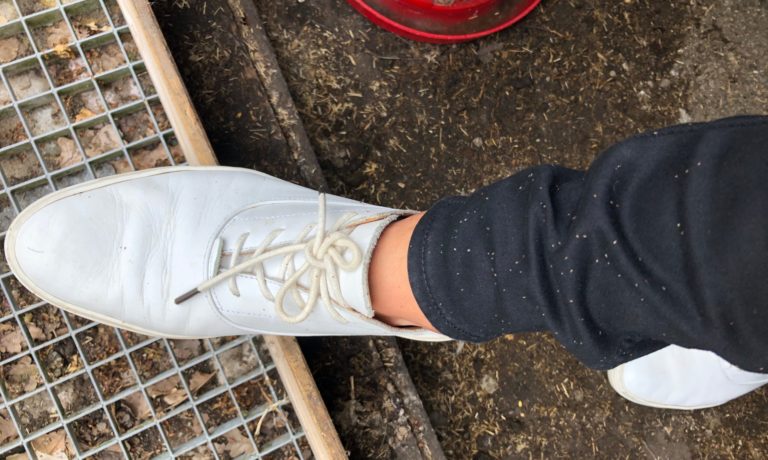 Waarom-bloedluis-ook-op-mensen-springt Waarom-bloedluis-ook-op-mensen-springt