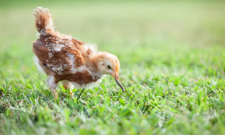 Wormen bij kippen Wormen bij kippen