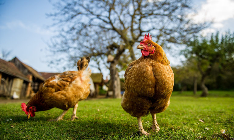 Worminfectie bij kippen voorkomen Worminfectie bij kippen voorkomen