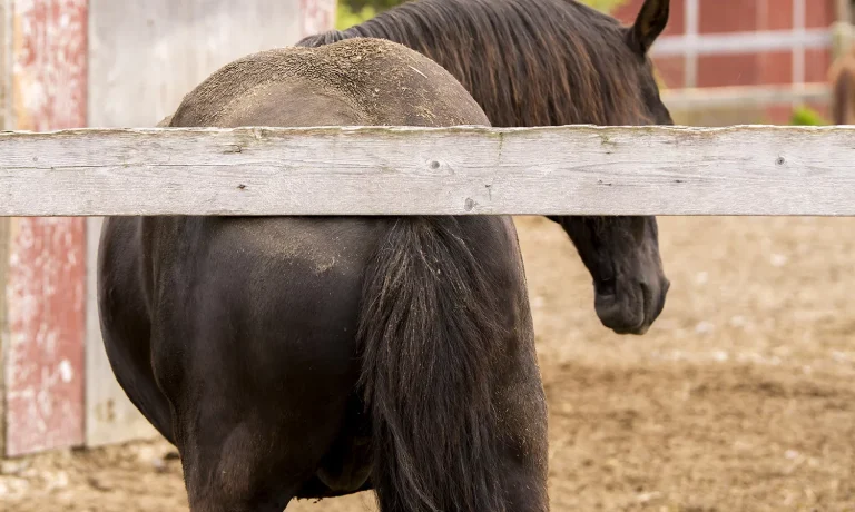 Zomereczeem bij paarden Zomereczeem bij paarden