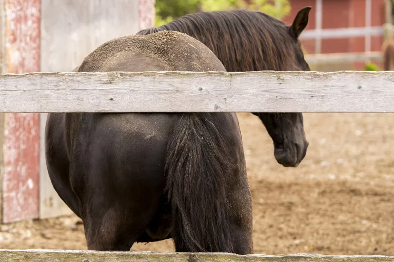 Zomereczeem bij paarden Zomereczeem bij paarden