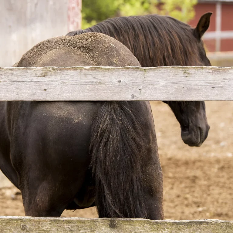 Zomereczeem bij paarden Zomereczeem bij paarden