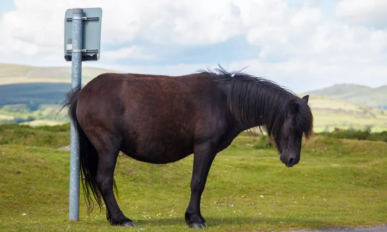 Zomereczeem bij paarden vroeg behandelen Zomereczeem bij paarden vroeg behandelen