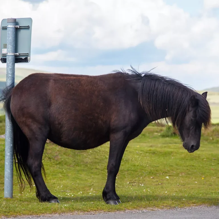 Zomereczeem bij paarden vroeg behandelen Zomereczeem bij paarden vroeg behandelen