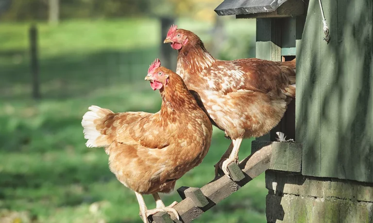 bloedluis bij kippen bestrijden bloedluis bij kippen bestrijden