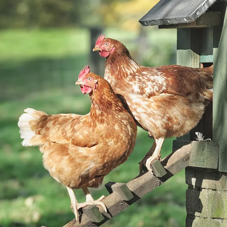 bloedluis bij kippen bestrijden bloedluis bij kippen bestrijden