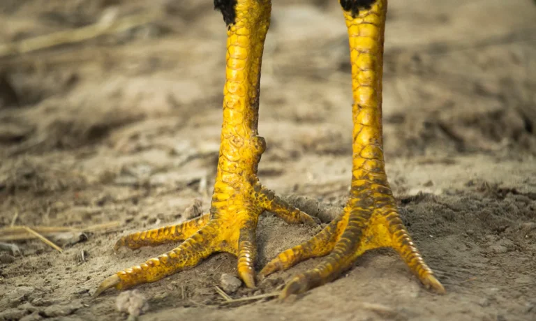 kalkpoten-bij-kippen kalkpoten-bij-kippen