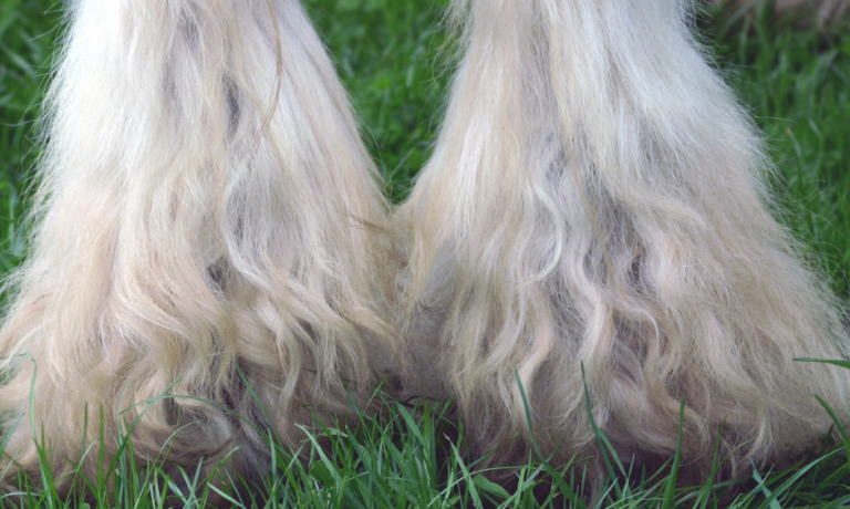 redenen om luizen en mijten via het voer te behandelen bij paarden redenen om luizen en mijten via het voer te behandelen bij paarden