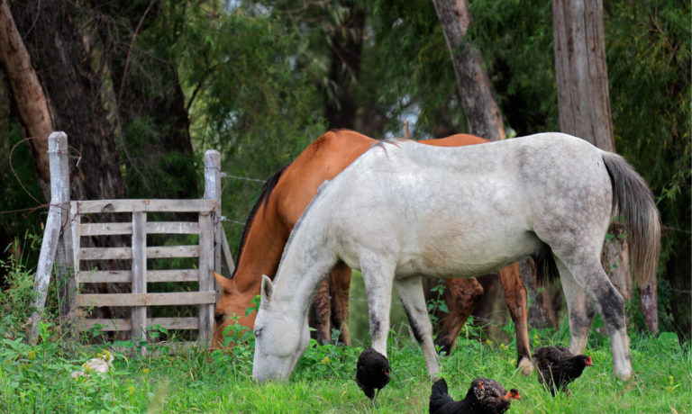 Bloedluizen bij paarden Bloedluizen bij paarden