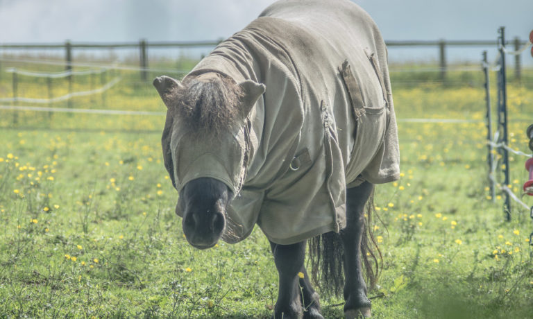 Juiste voeding voor paard met zomereczeem Juiste voeding voor paard met zomereczeem