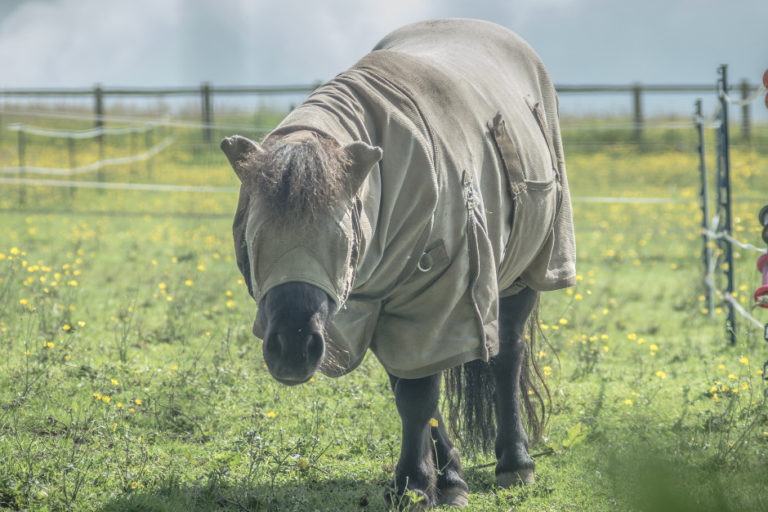 Juiste voeding voor paard met zomereczeem Juiste voeding voor paard met zomereczeem