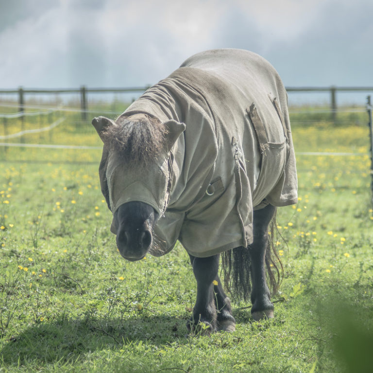 Juiste voeding voor paard met zomereczeem Juiste voeding voor paard met zomereczeem