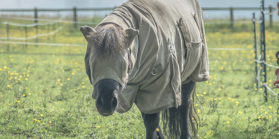 Juiste voeding voor paard met zomereczeem Juiste voeding voor paard met zomereczeem