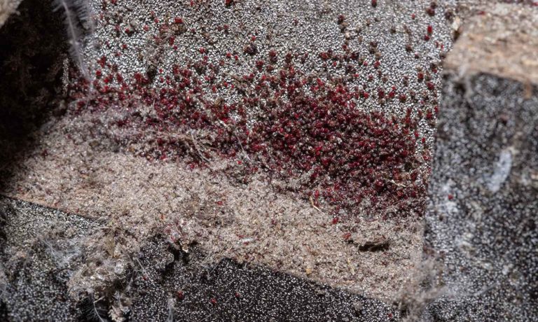 Kippen eten bloedluis Kippen eten bloedluis