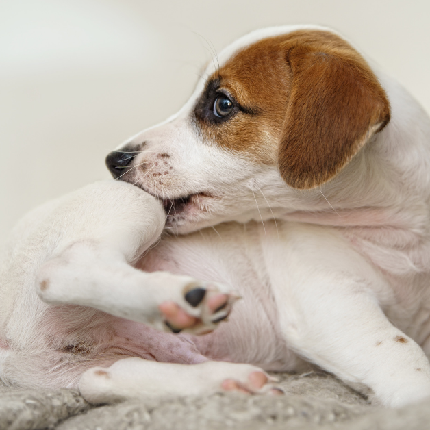 Natuurlijke vlooienbestrijding hond Natuurlijke vlooienbestrijding hond
