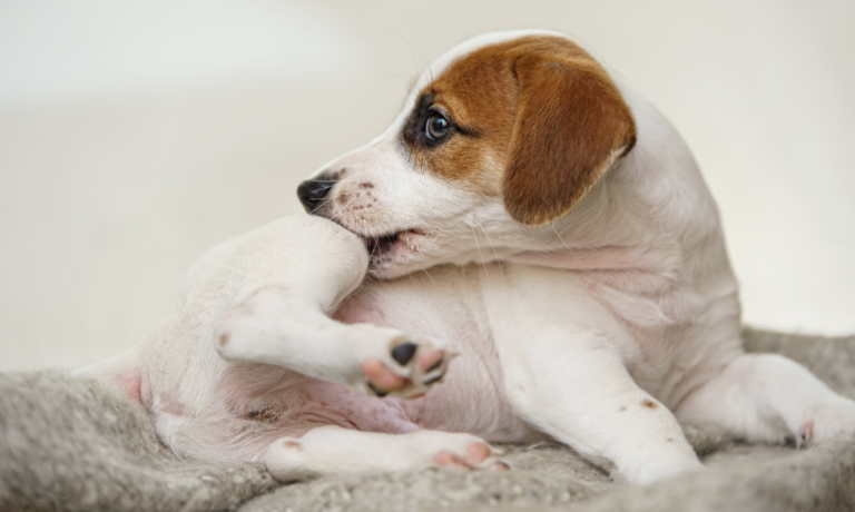 Natuurlijke vlooienbestrijding hond Natuurlijke vlooienbestrijding hond