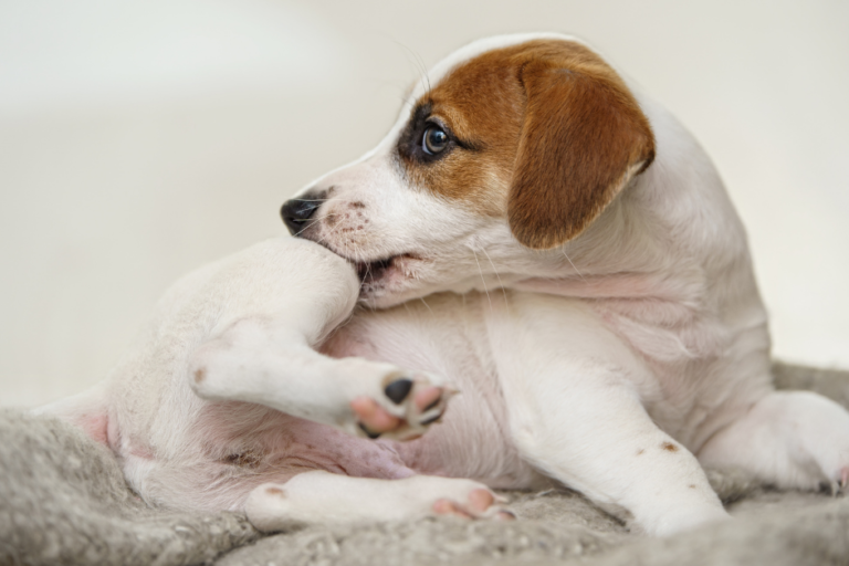 Natuurlijke vlooienbestrijding hond Natuurlijke vlooienbestrijding hond