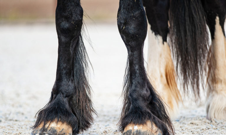 Redenen waarom paarden stampen Redenen waarom paarden stampen