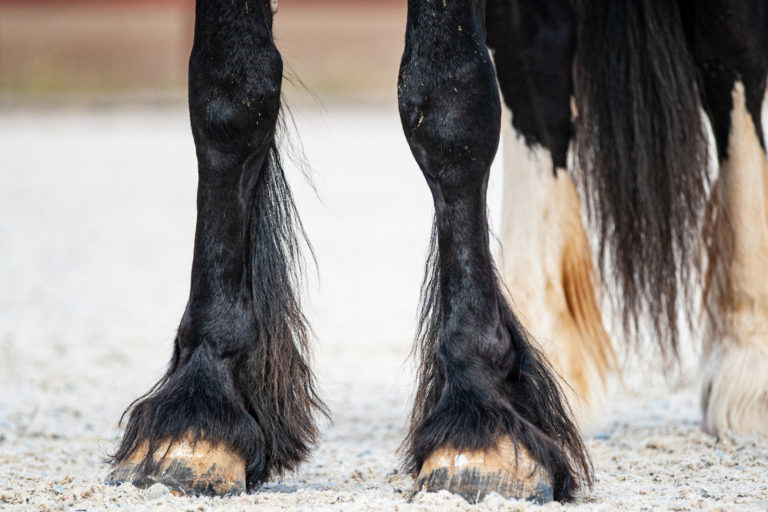 Redenen waarom paarden stampen Redenen waarom paarden stampen