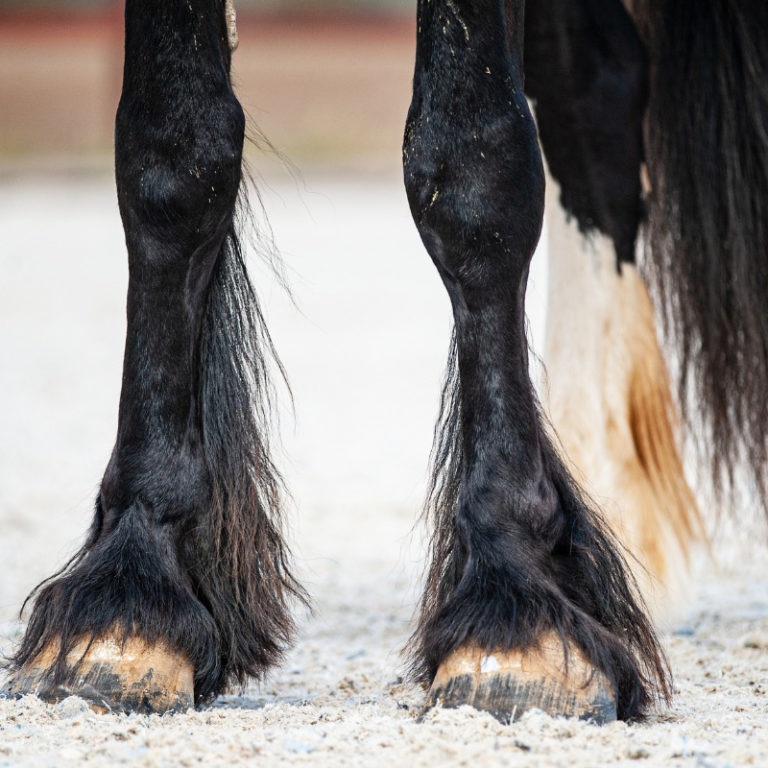 Redenen waarom paarden stampen Redenen waarom paarden stampen